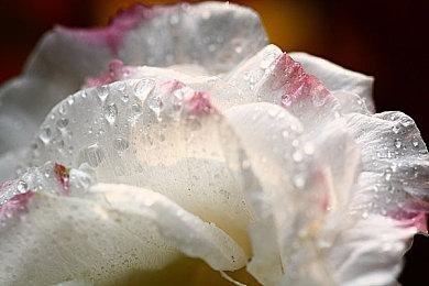 《桌游模拟器》永久删除公共聊天 向跨性别团体捐款